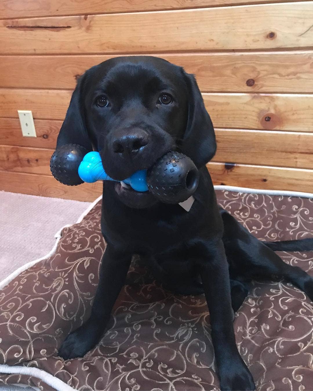Fetch & Chew Bone