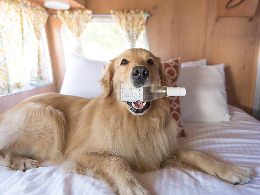 CharDOGnay Fish Oil + Bone Health Dog Wine Liquid Supplement - Ruffingdales, Inc
https://ruffingdales.com/products/chardognay-fish-oil-bone-health-dog-wine-liquid-supplement