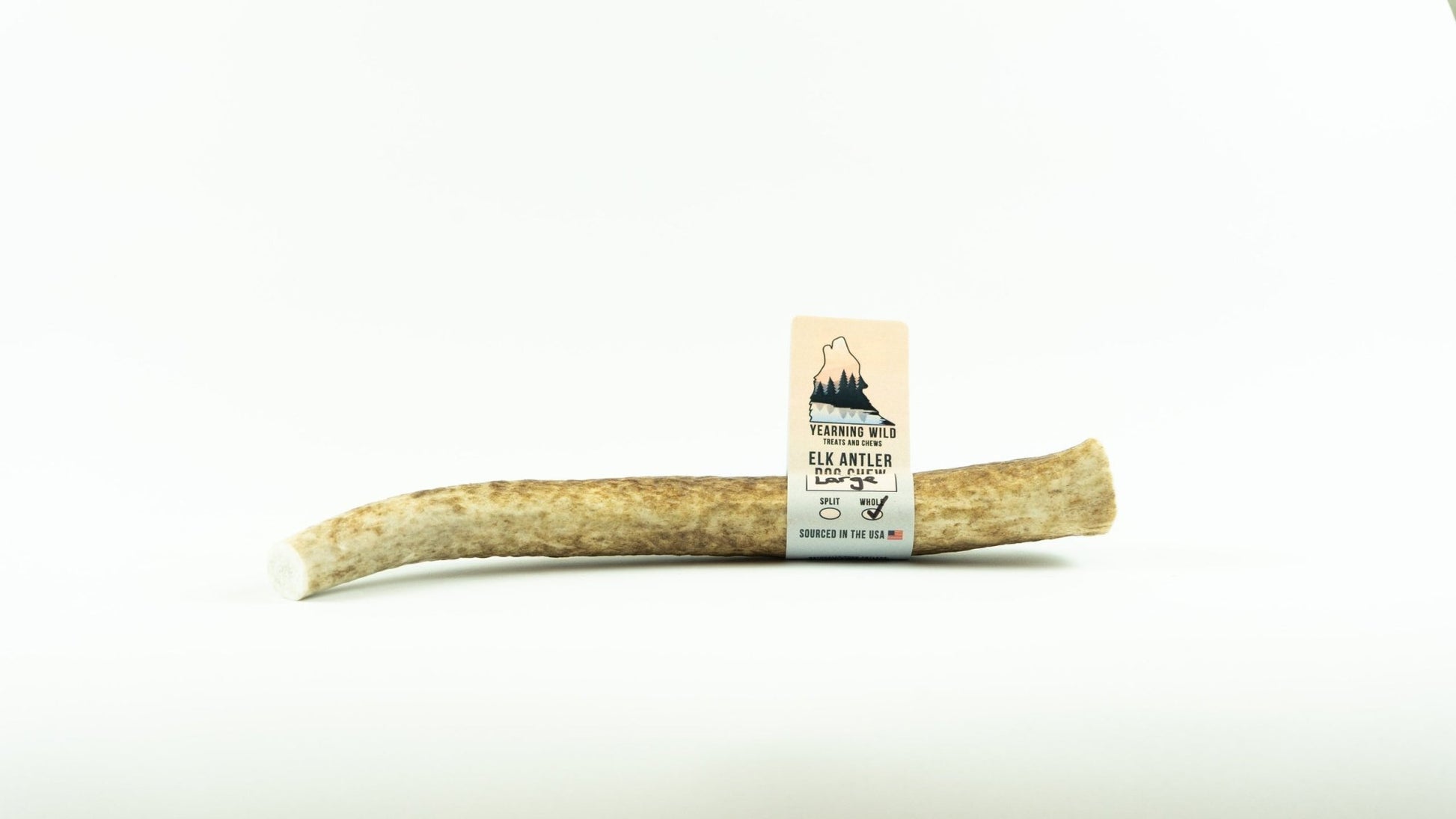 Elk Antler - Large - Ruffingdales, Inc