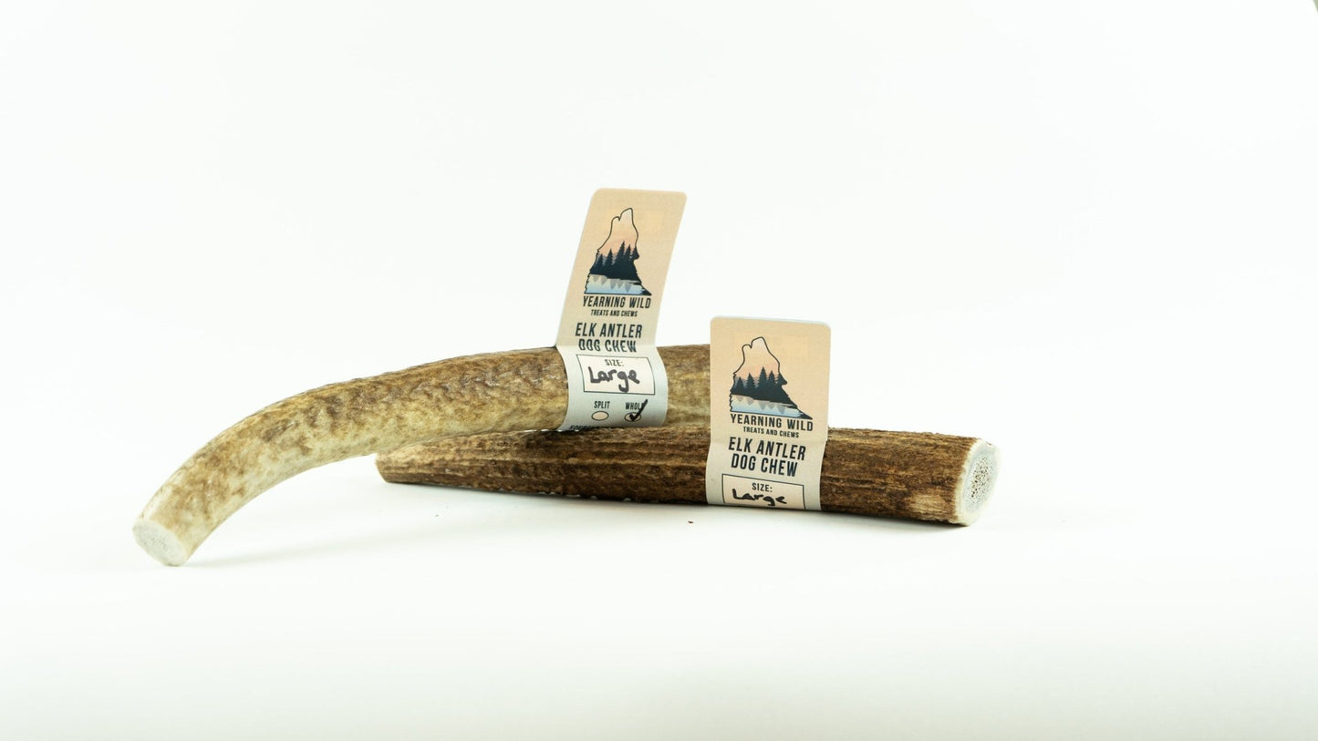 Elk Antler - Large - Ruffingdales, Inc