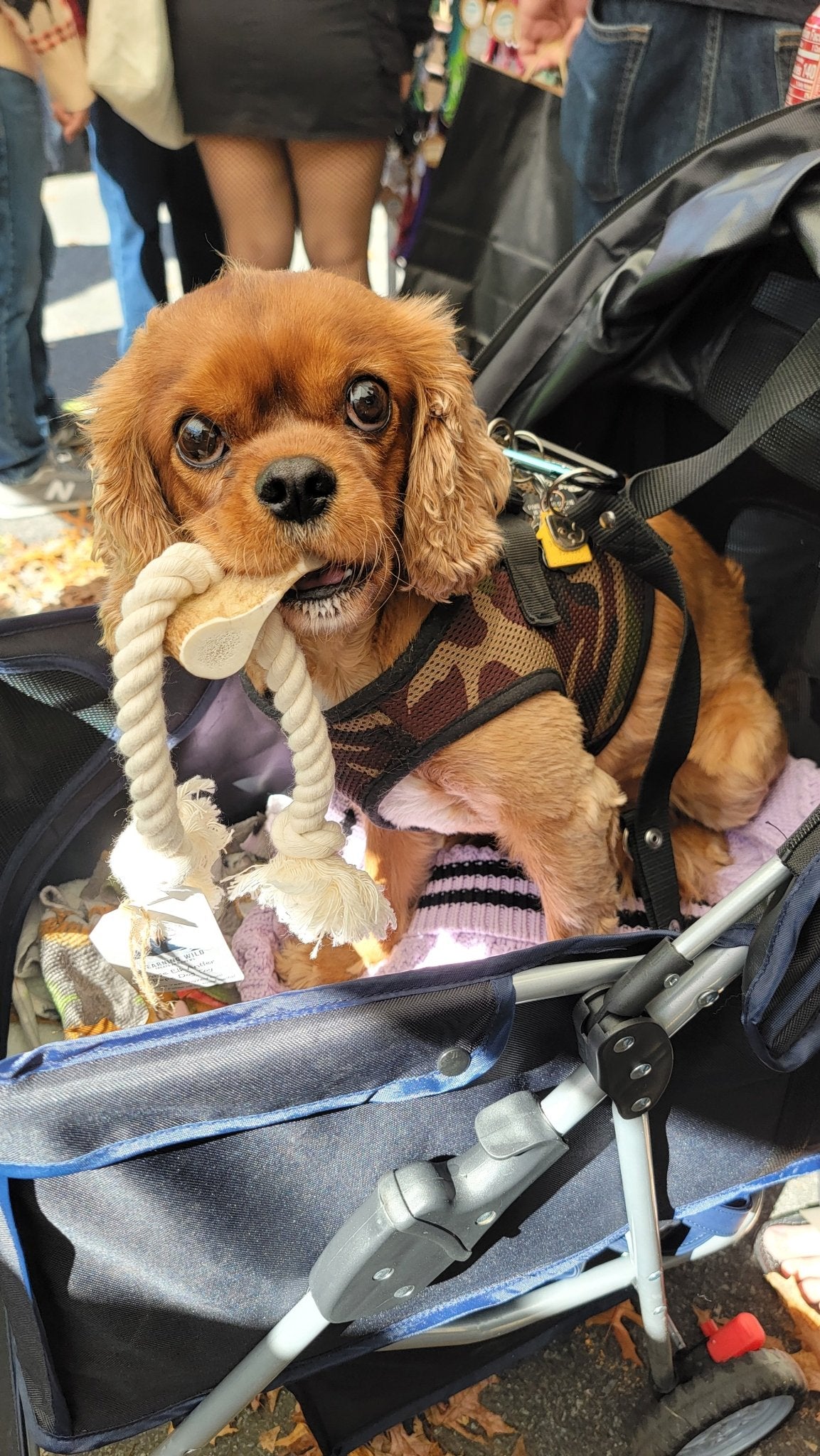 Elk Antler Rope Toy - Small - Ruffingdales, Inc