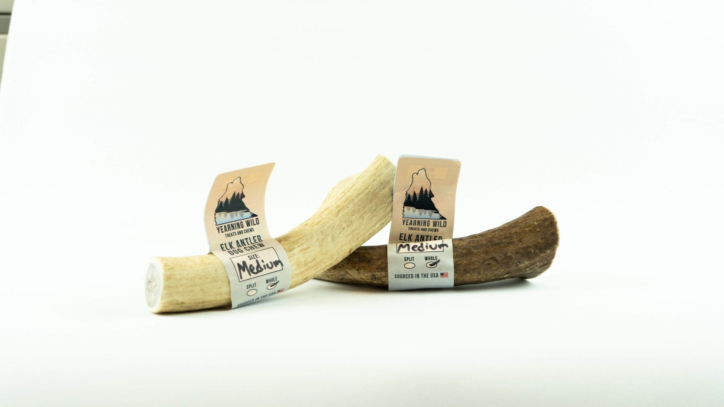 Elk Antler - Whole - Medium - Ruffingdales, Inc