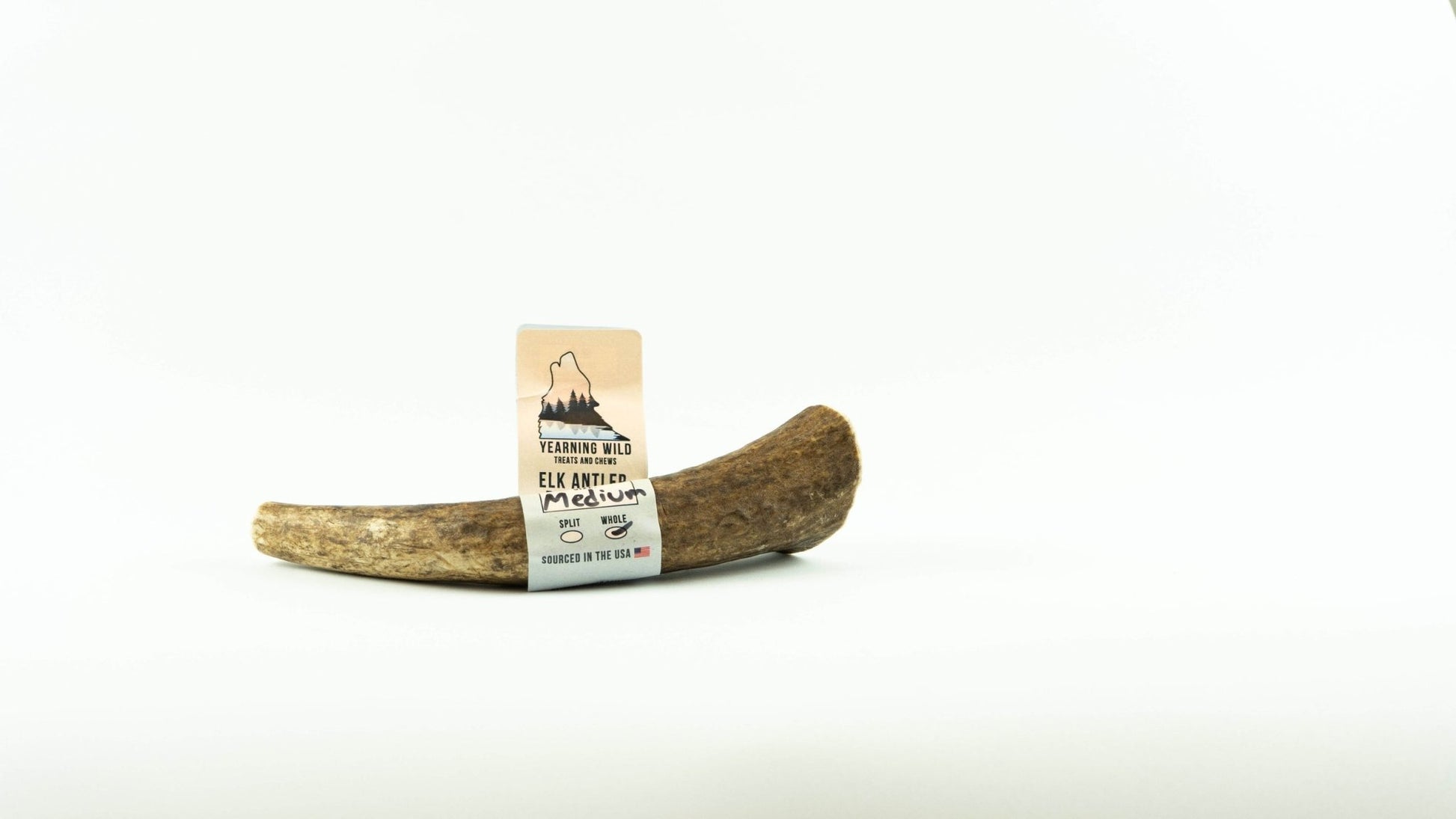 Elk Antler - Whole - Medium - Ruffingdales, Inc