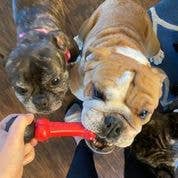 Fetch & Chew Bone, Jr - Ruffingdales, Inc
https://ruffingdales.com/products/fetch-chew-bone-made-in-the-usa