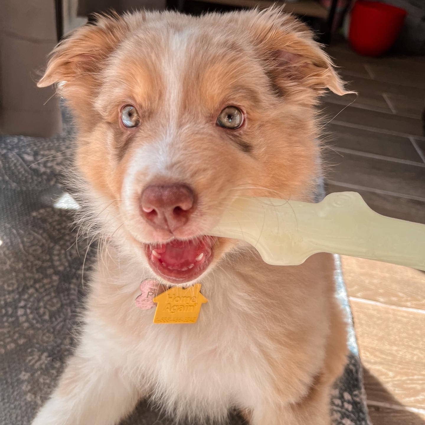 Fetch & Glow Stick - Ruffingdales, Inc
https://ruffingdales.com/products/fetch-glow-stick-made-in-the-usa