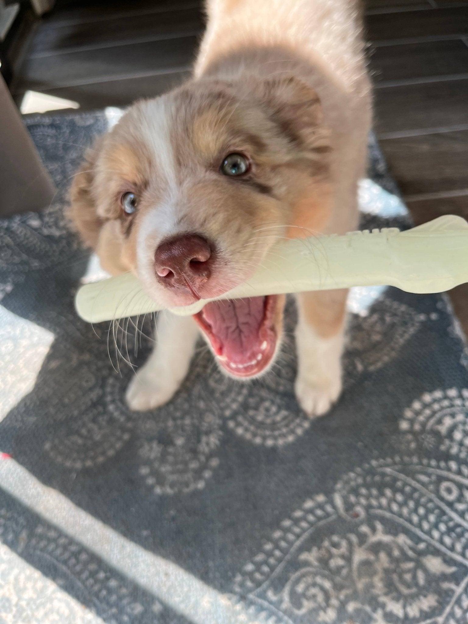 Fetch & Glow Stick - Ruffingdales, Inc
https://ruffingdales.com/products/fetch-glow-stick-made-in-the-usa