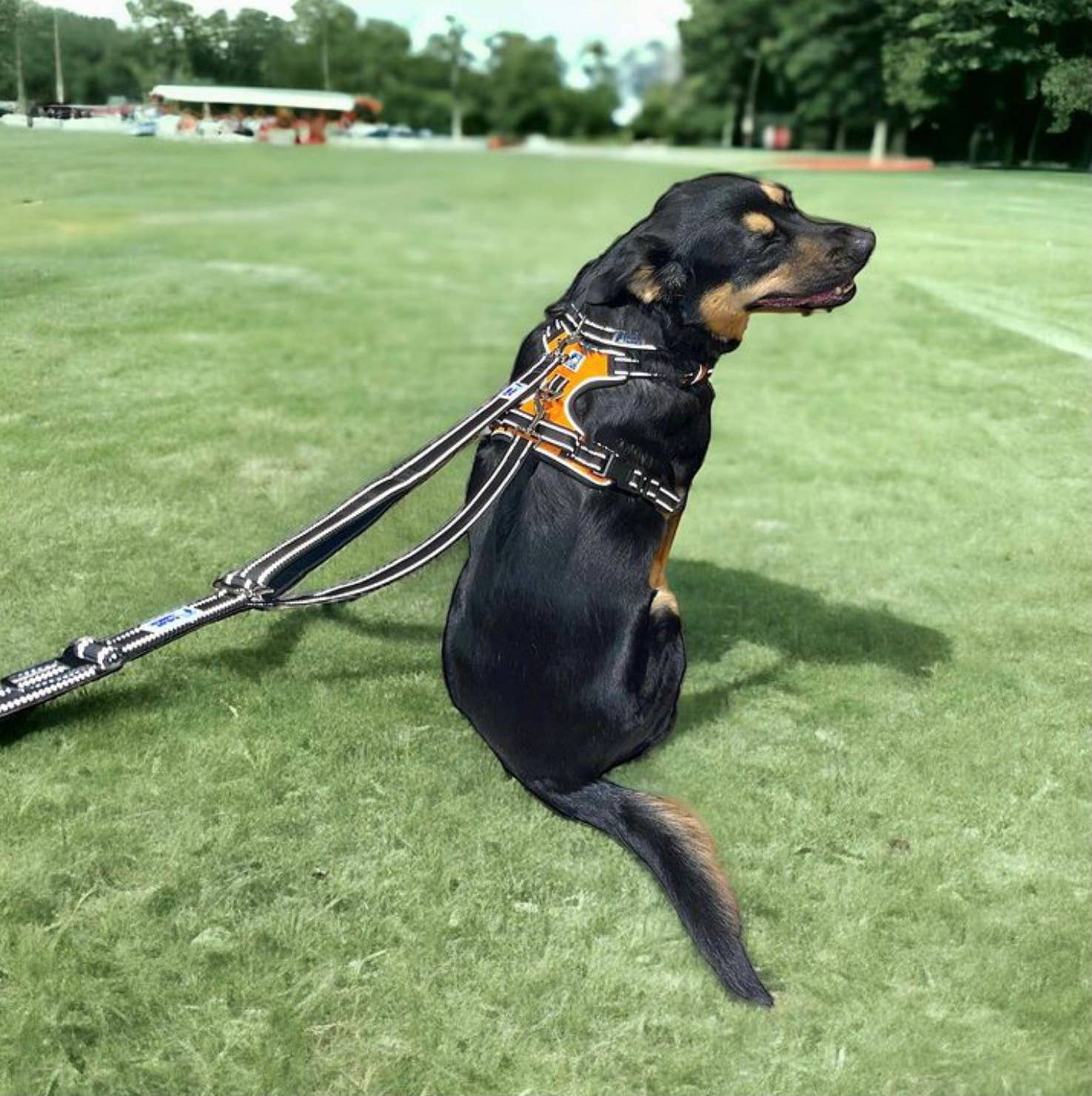 Headlight Harness 2 Dog Reflective Double Leash - Ruffingdales, Inc
https://ruffingdales.com/products/headlight-harness-2-dog-reflective-double-leash