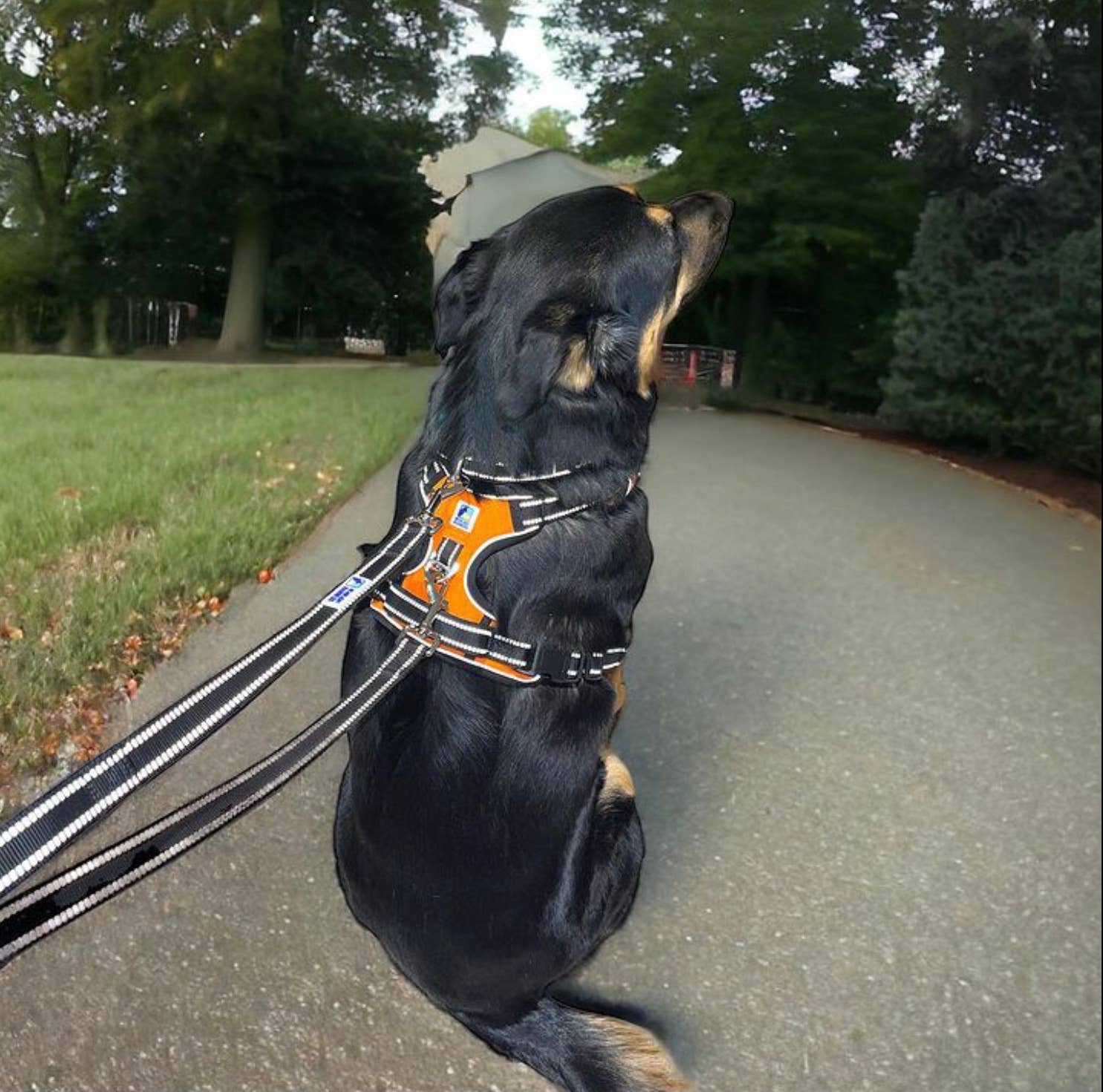 Headlight Harness 2 Dog Reflective Double Leash - Ruffingdales, Inc
https://ruffingdales.com/products/headlight-harness-2-dog-reflective-double-leash