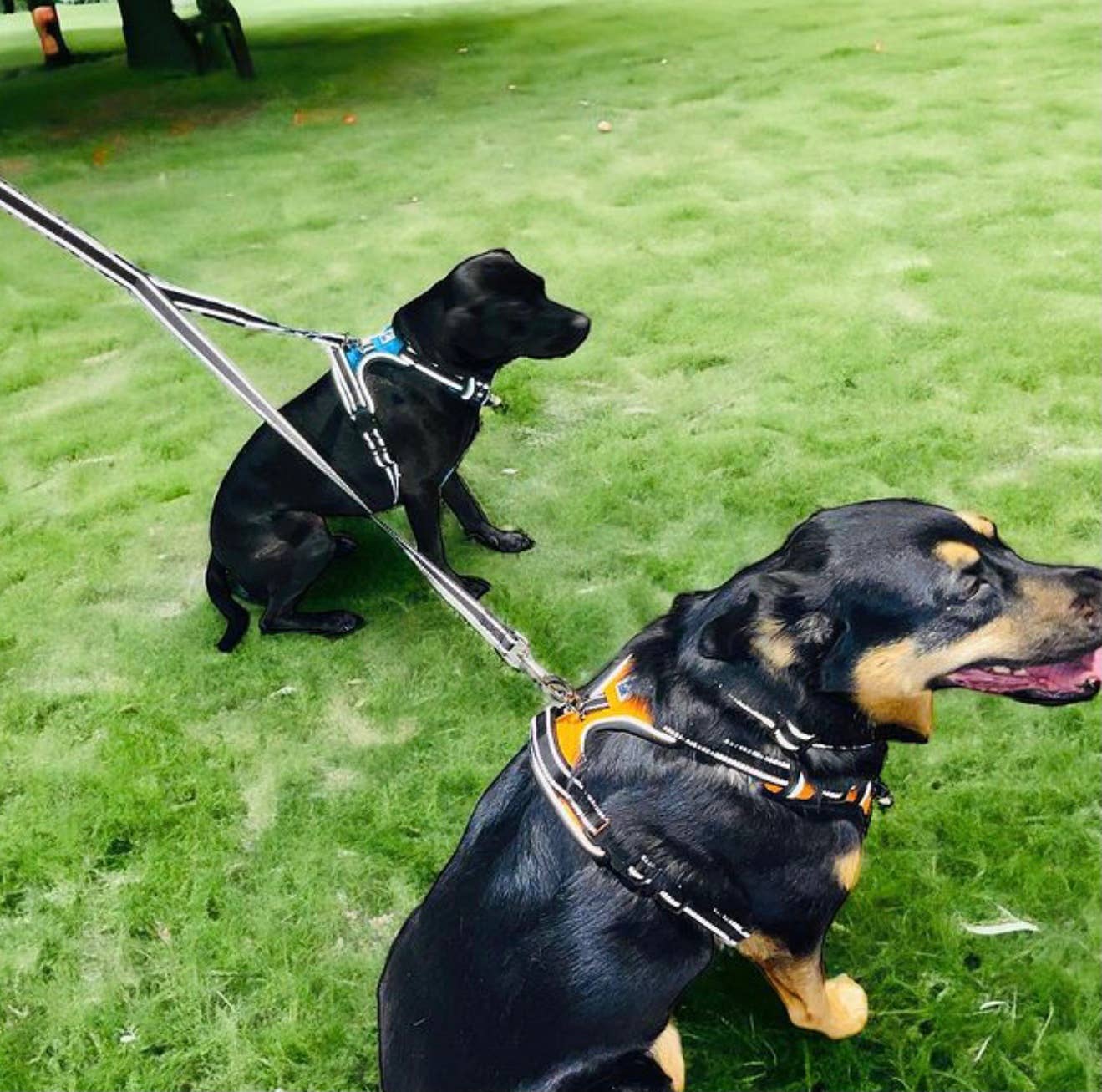 Headlight Harness 2 Dog Reflective Double Leash - Ruffingdales, Inc
https://ruffingdales.com/products/headlight-harness-2-dog-reflective-double-leash
