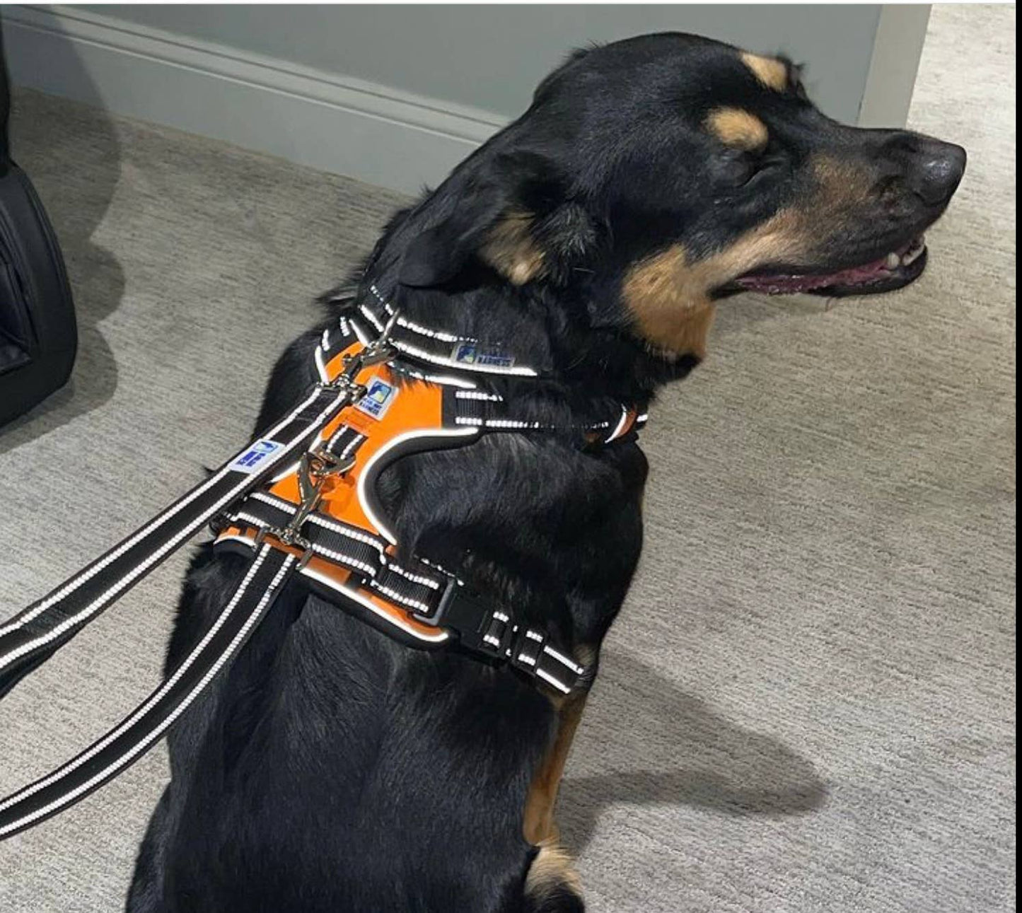 Headlight Harness 2 Dog Reflective Double Leash - Ruffingdales, Inc
https://ruffingdales.com/products/headlight-harness-2-dog-reflective-double-leash
