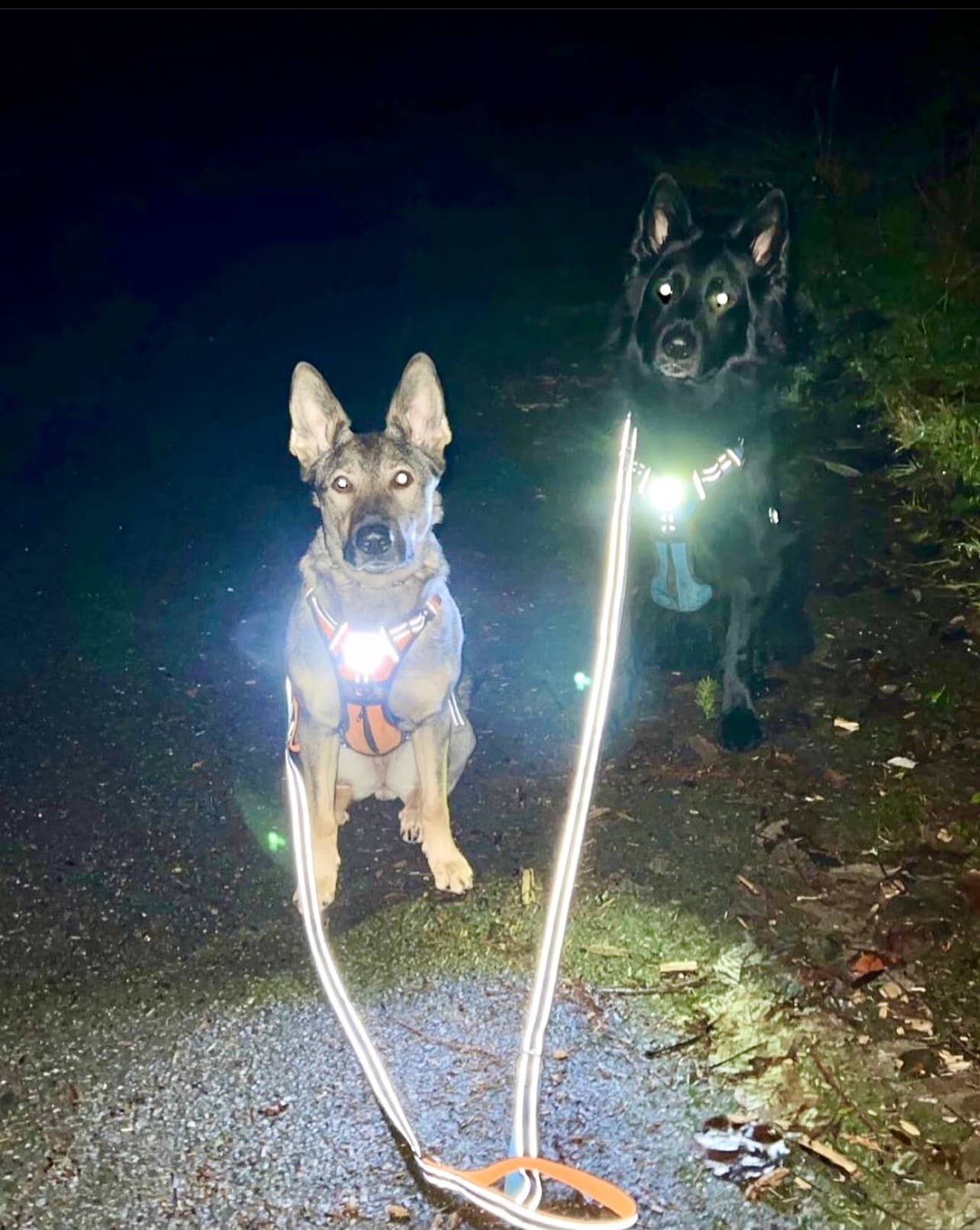 Headlight Harness LED Reflective Harness - Ruffingdales, Inc
https://ruffingdales.com › products › headlight-harness-led-reflective-dog-cat-harness
