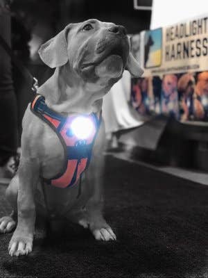 Headlight Harness LED Reflective Harness - Ruffingdales, Inc
https://ruffingdales.com › products › headlight-harness-led-reflective-dog-cat-harness