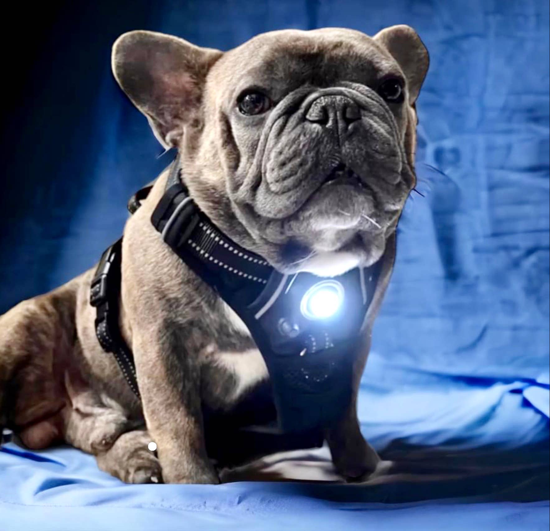 Headlight Harness LED Reflective Harness - Ruffingdales, Inc
https://ruffingdales.com › products › headlight-harness-led-reflective-dog-cat-harness