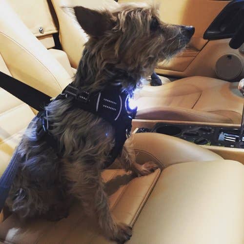 Headlight Harness LED Reflective Harness - Ruffingdales, Inc
https://ruffingdales.com › products › headlight-harness-led-reflective-dog-cat-harness
