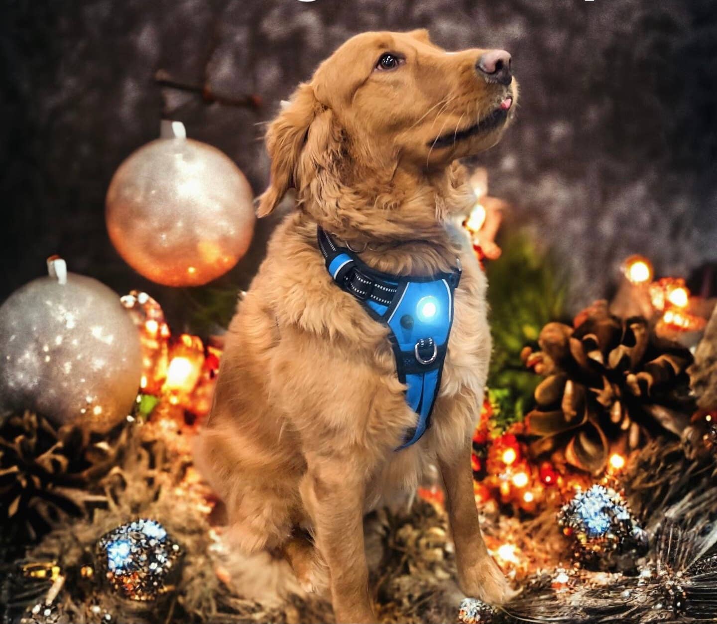 Headlight Harness LED Reflective Harness - Ruffingdales, Inc
https://ruffingdales.com › products › headlight-harness-led-reflective-dog-cat-harness