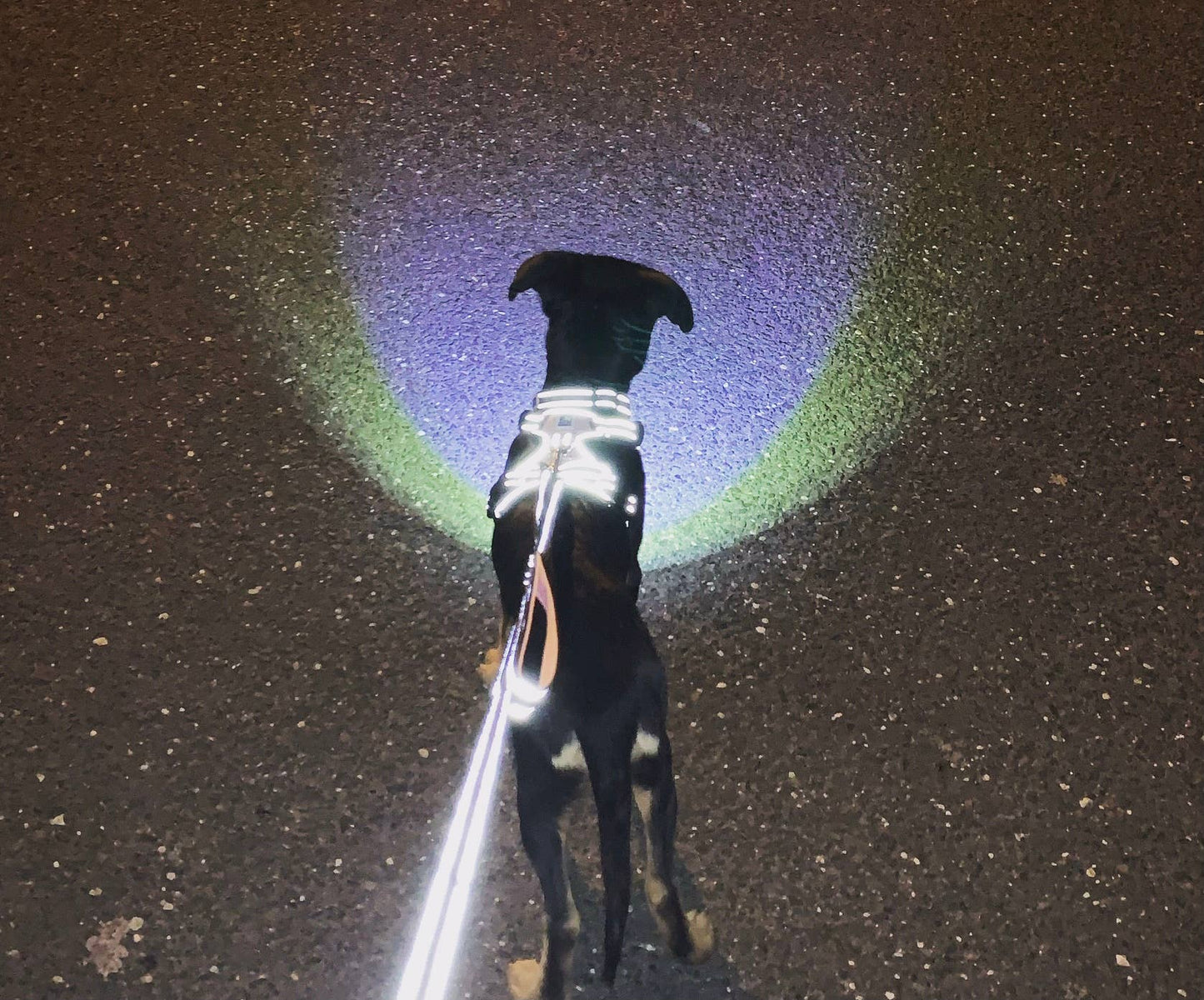 Headlight Harness LED Reflective Harness - Ruffingdales, Inc
https://ruffingdales.com › products › headlight-harness-led-reflective-dog-cat-harness