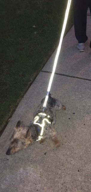 Headlight Harness Reflective Dog Leash - Ruffingdales, Inc
https://ruffingdales.com › products › headlight-harness-reflective-dog-leash
