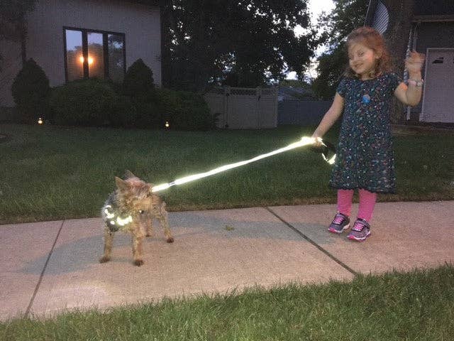 Headlight Harness Reflective Dog Leash - Ruffingdales, Inc
https://ruffingdales.com › products › headlight-harness-reflective-dog-leash