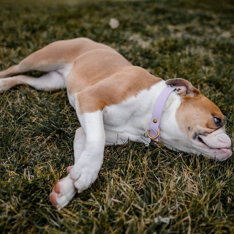 "PAIN IN THE ASS" Bone - Shaped Tag - Ruffingdales, Inc