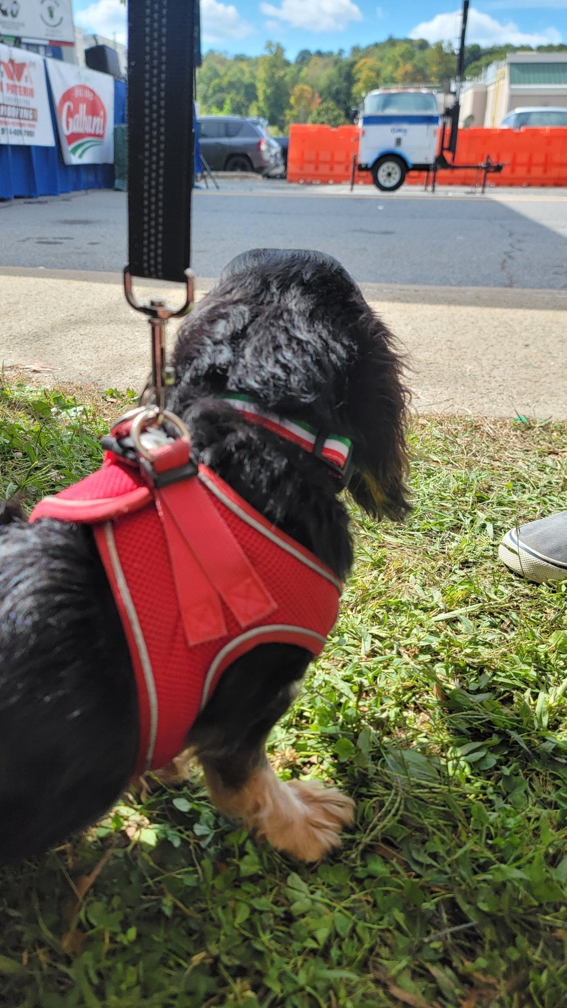 PRE - ORDER - Italian Pride Collar - 1" - Ruffingdales, Inc