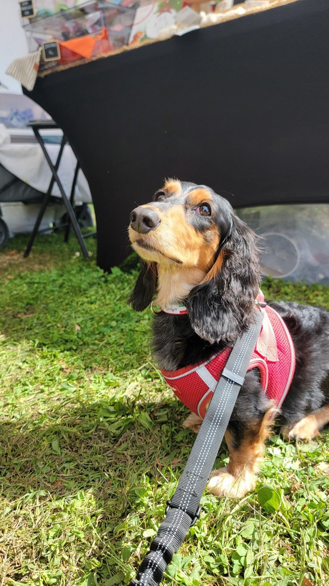 PRE - ORDER - Italian Pride Collar - 1" - Ruffingdales, Inc