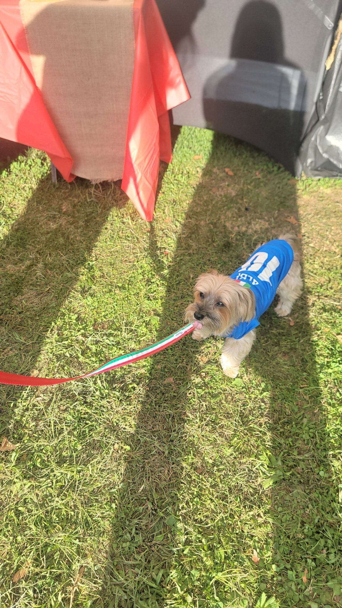 PRE - ORDER Italian Pride Leash - 6ft - Ruffingdales, Inc