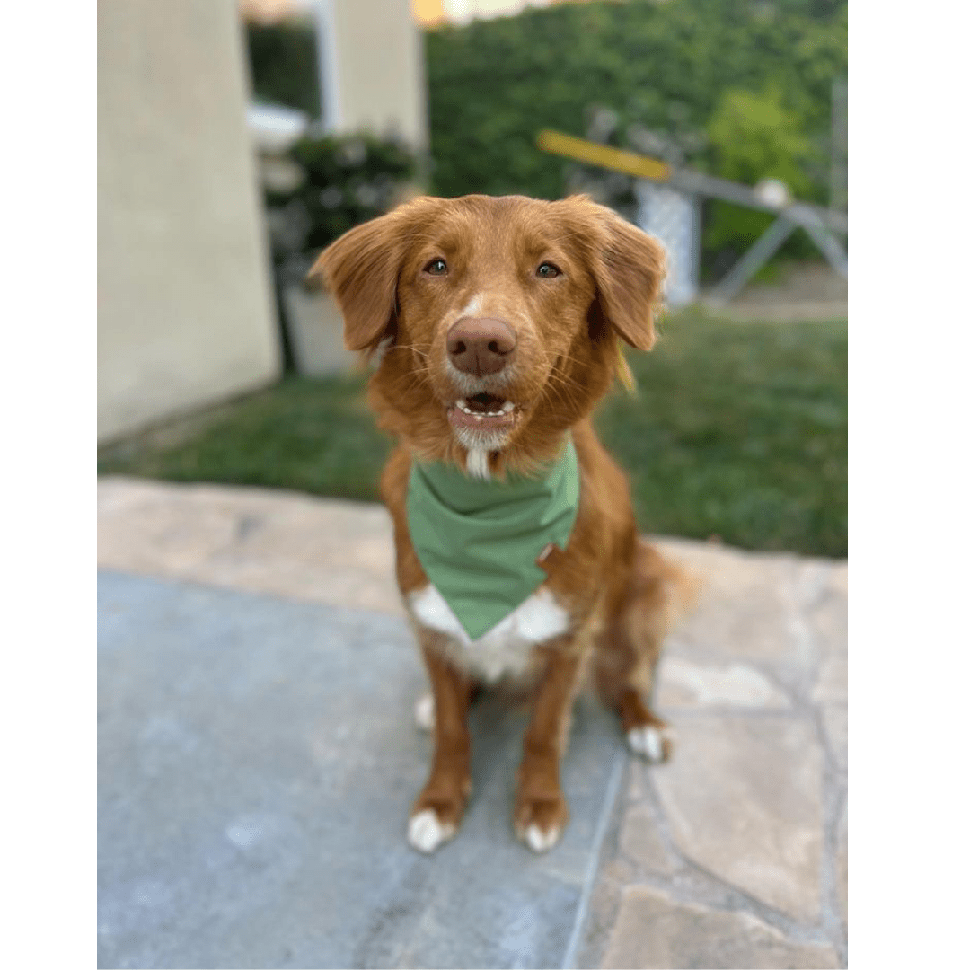 Sage Bandana - Ruffingdales, Inc