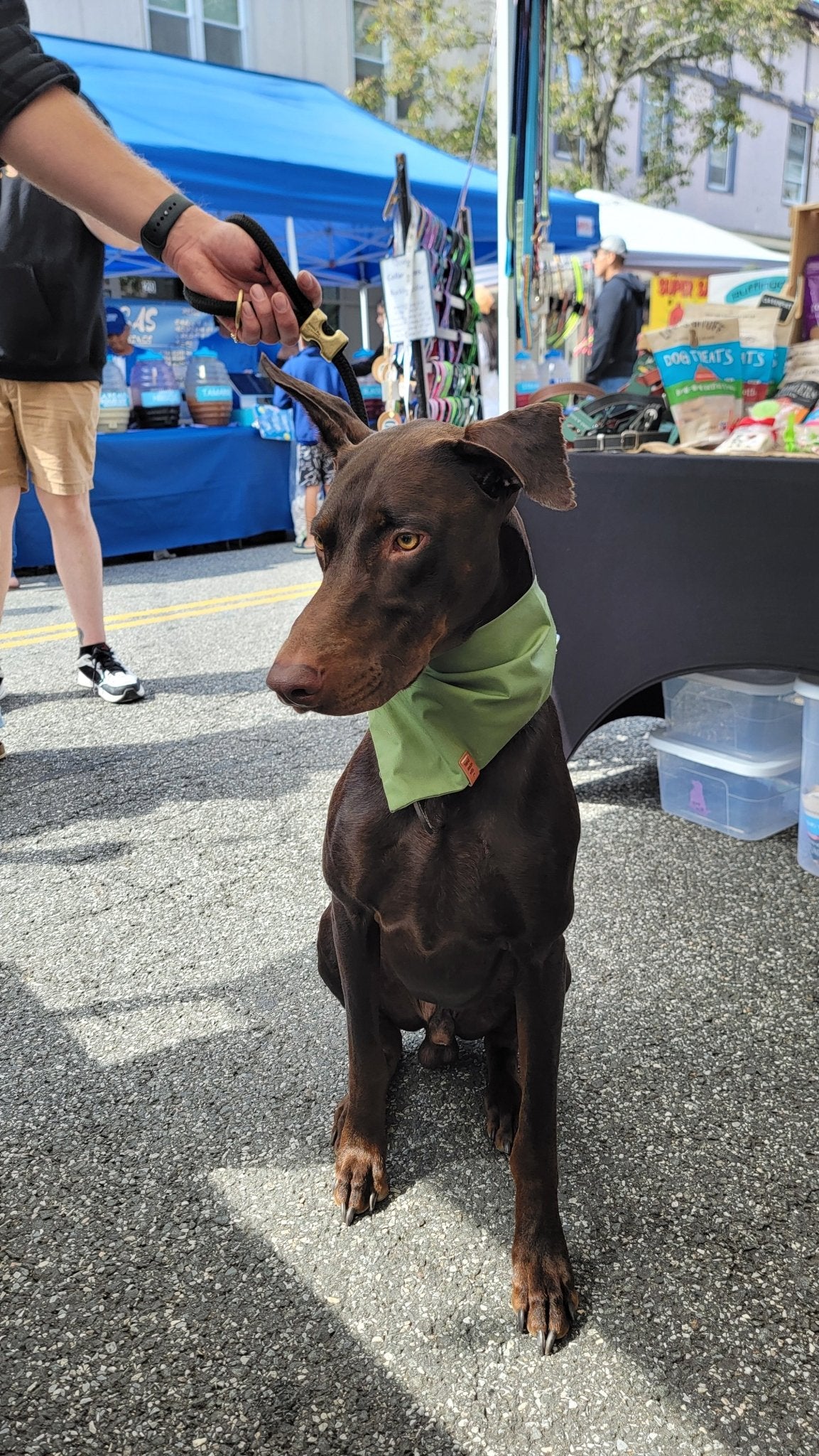 Sage Bandana - Ruffingdales, Inc