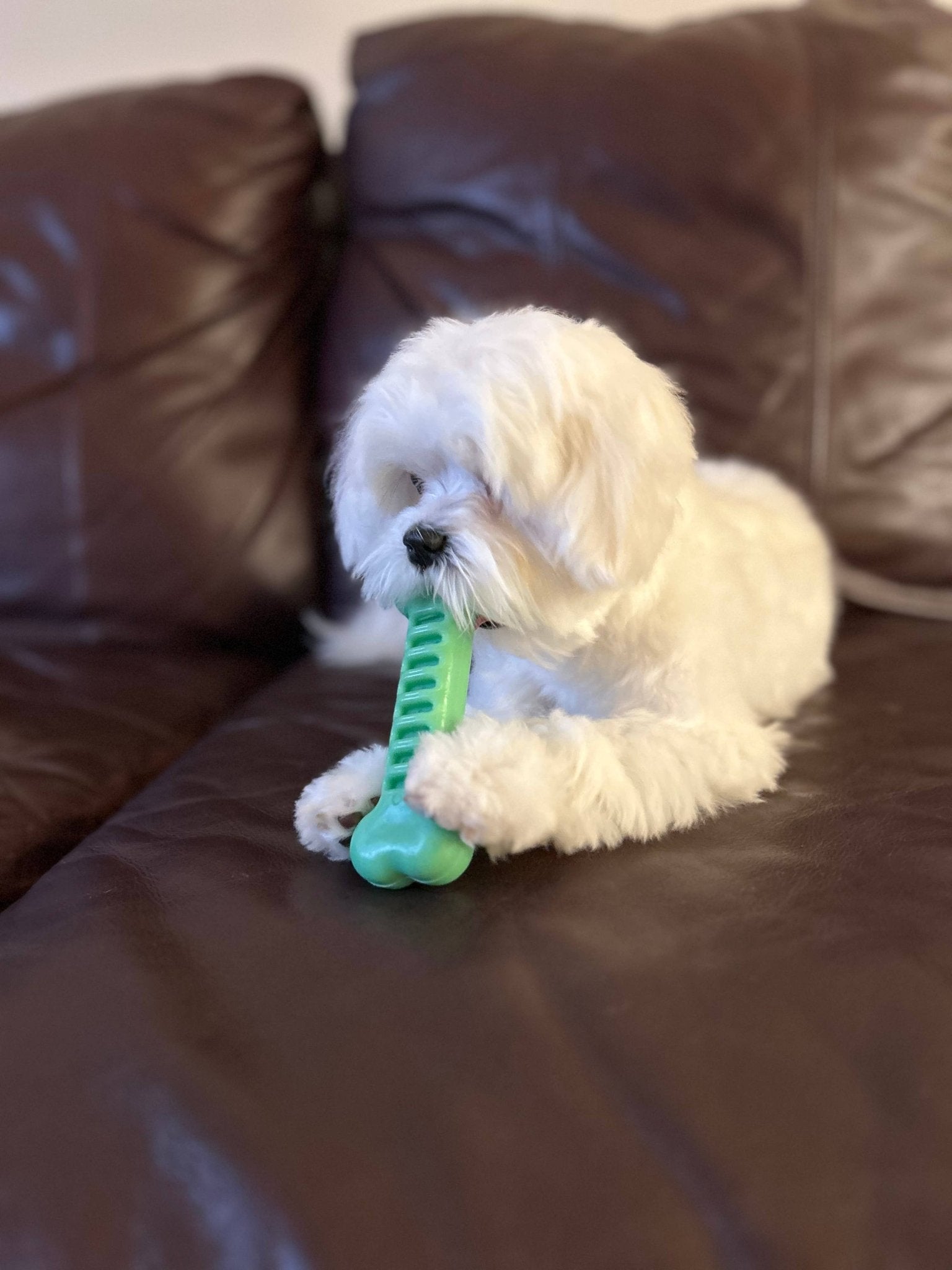 SpunkyFlex Bone Toy - Ruffingdales, Inc
https://ruffingdales.com/products/spunkyflex-made-in-the-usa