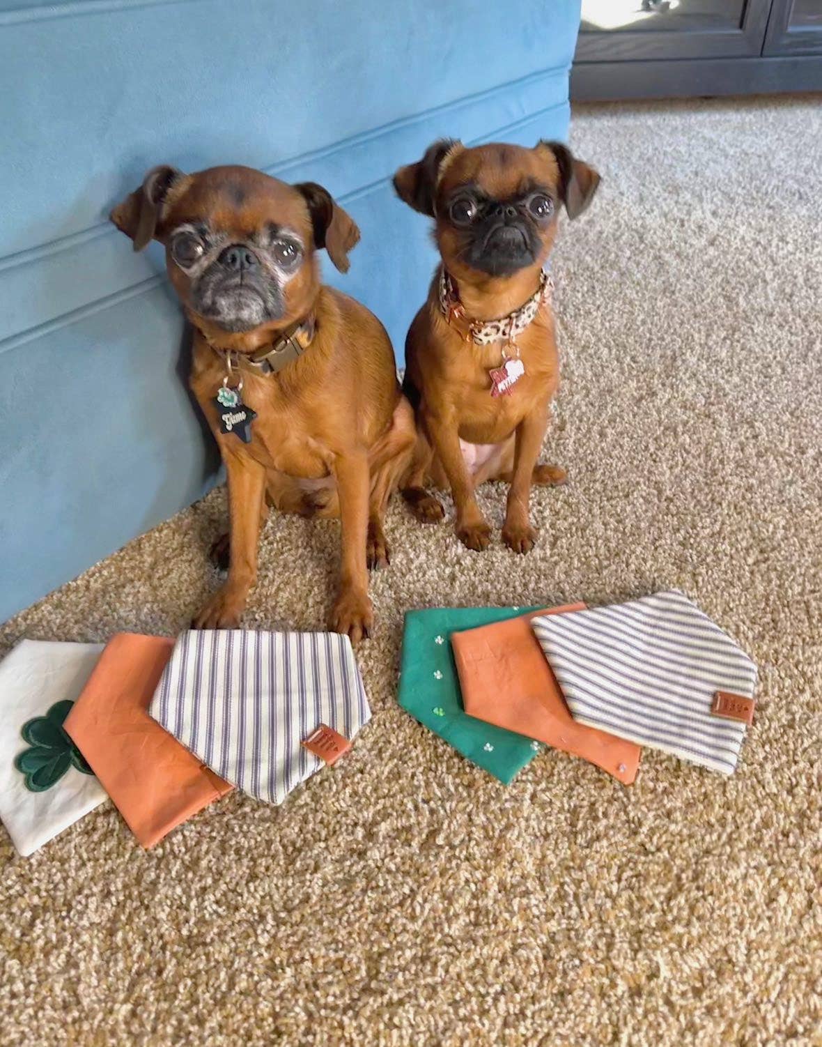 St Paddy's Day Dog Bandana - Ruffingdales, Inc
https://ruffingdales.com › products › st-paddys-day-dog-bandana-shamrock-clover-lucky-day