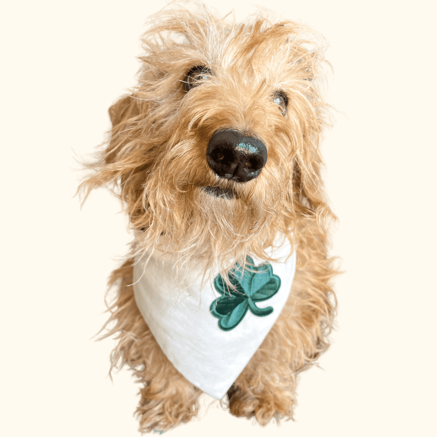 St Paddy's Day Dog Bandana - Ruffingdales, Inc
https://ruffingdales.com › products › st-paddys-day-dog-bandana-shamrock-clover-lucky-day