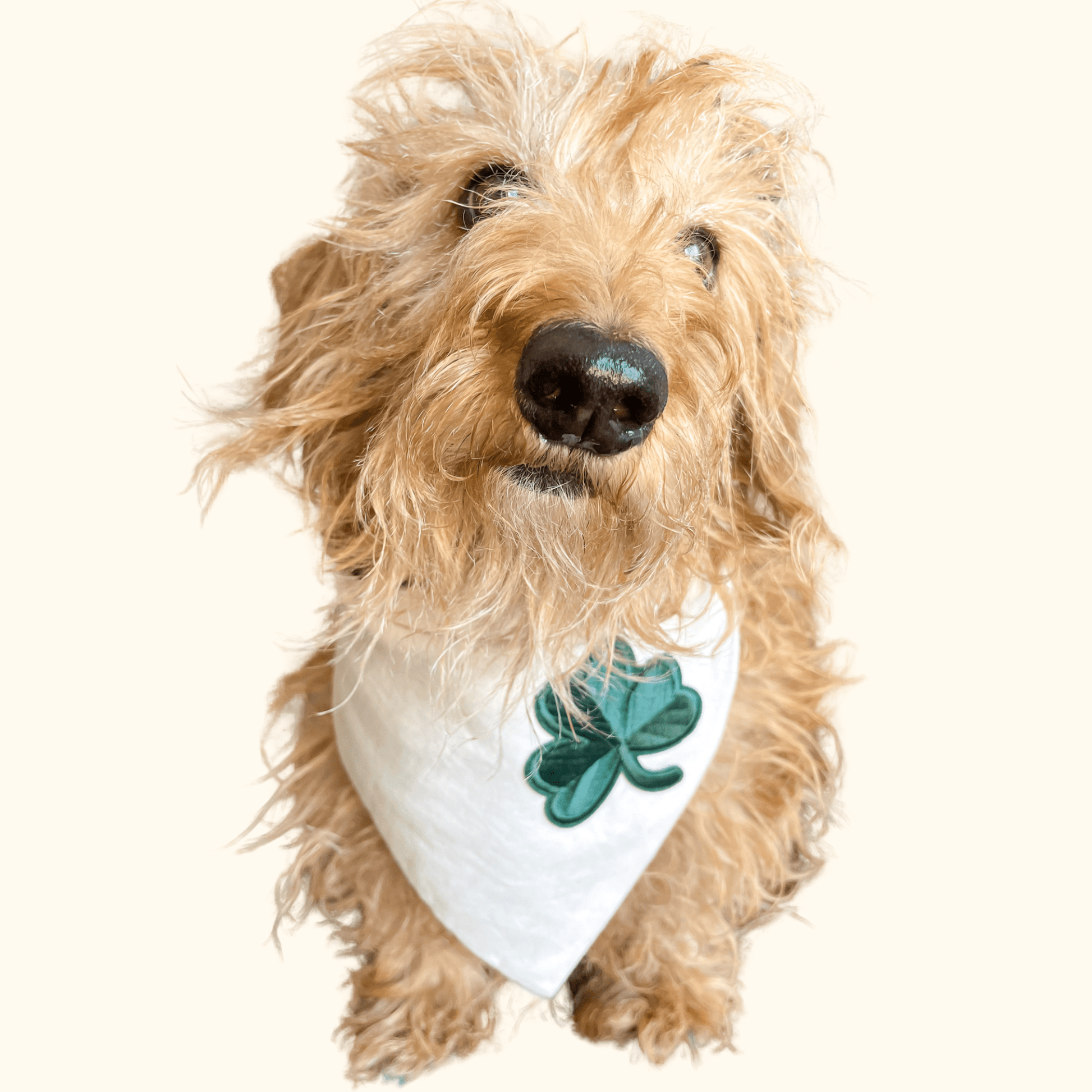 St Paddy's Day Dog Bandana - Ruffingdales, Inc
https://ruffingdales.com › products › st-paddys-day-dog-bandana-shamrock-clover-lucky-day