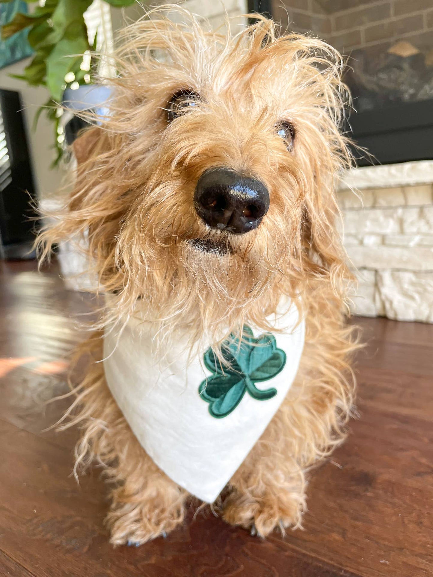 St Paddy's Day Dog Bandana - Ruffingdales, Inc
https://ruffingdales.com › products › st-paddys-day-dog-bandana-shamrock-clover-lucky-day