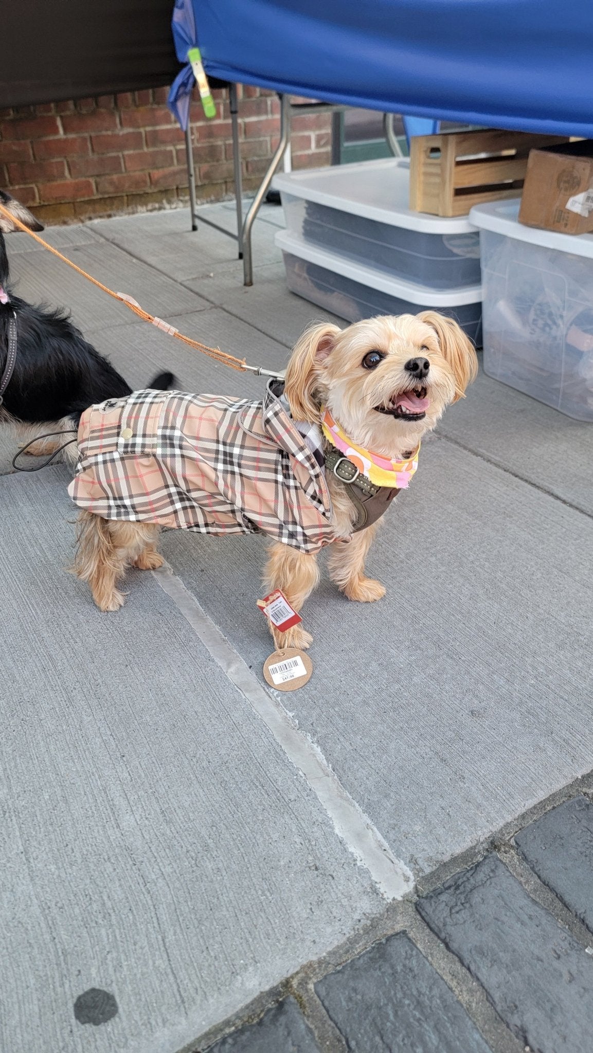 Tan Plaid London Raincoat - Ruffingdales, Inc