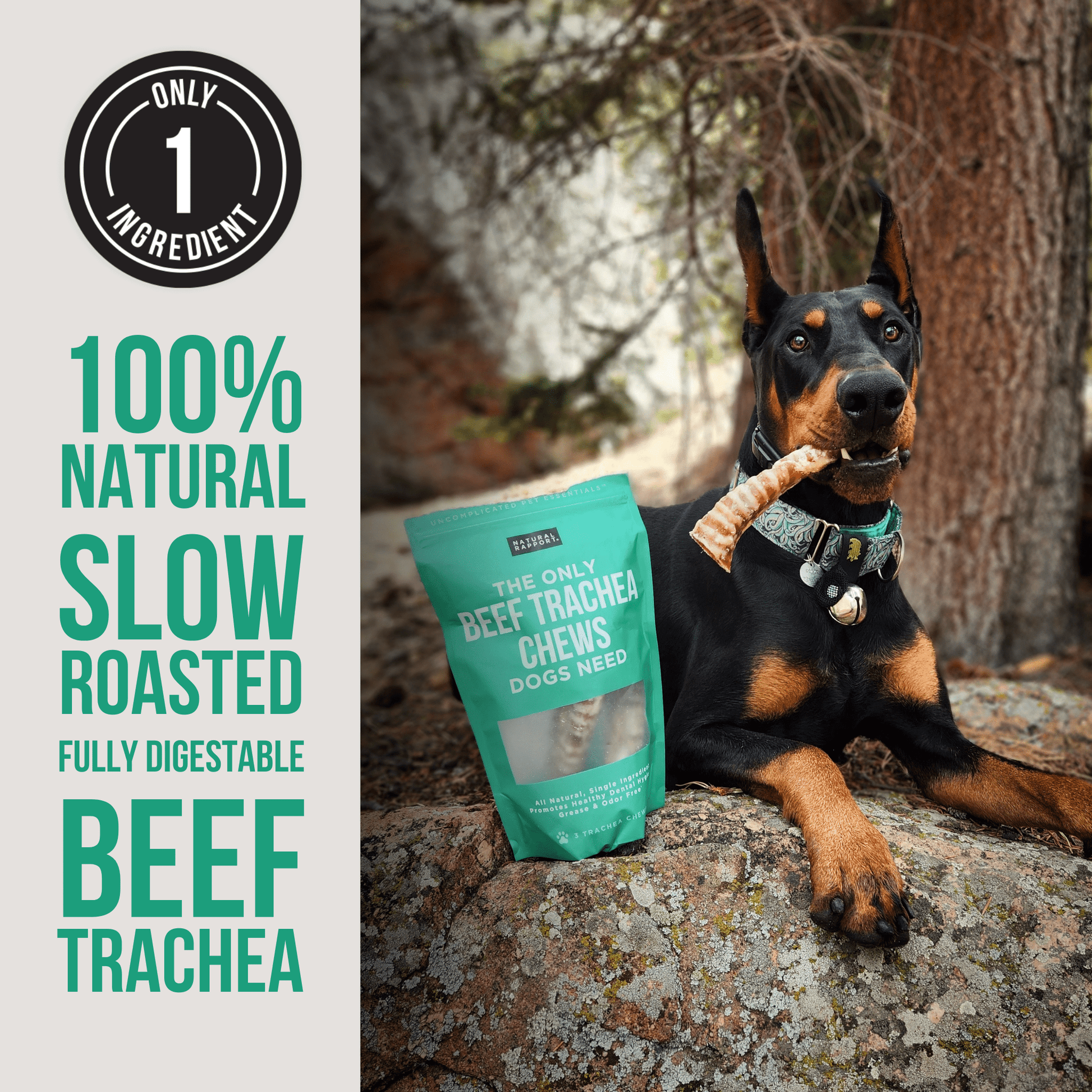 The Only Beef Trachea Chews Dogs Need - Ruffingdales, Inc
