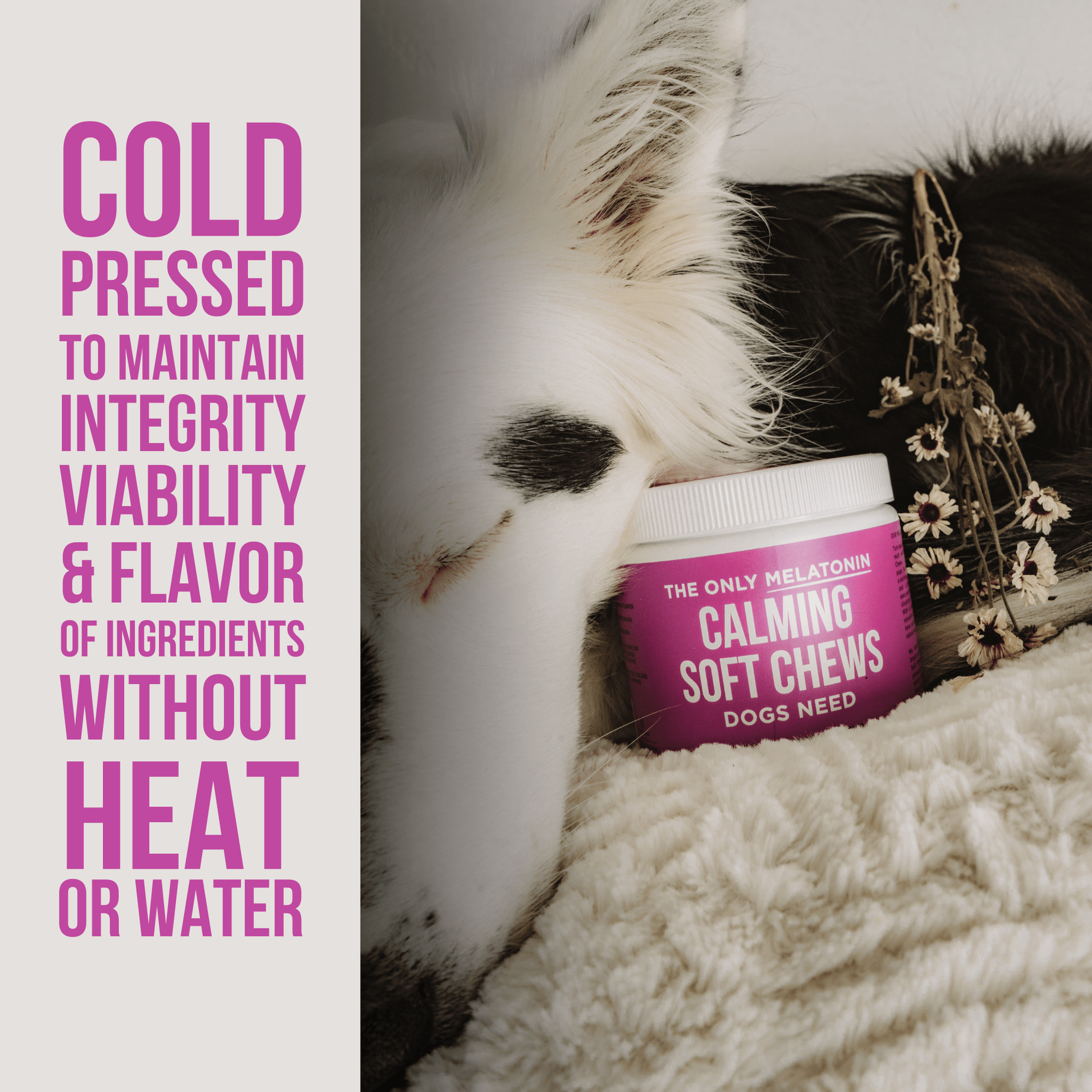 The Only Melatonin Calming Soft Chews Dogs Need - Ruffingdales, Inc