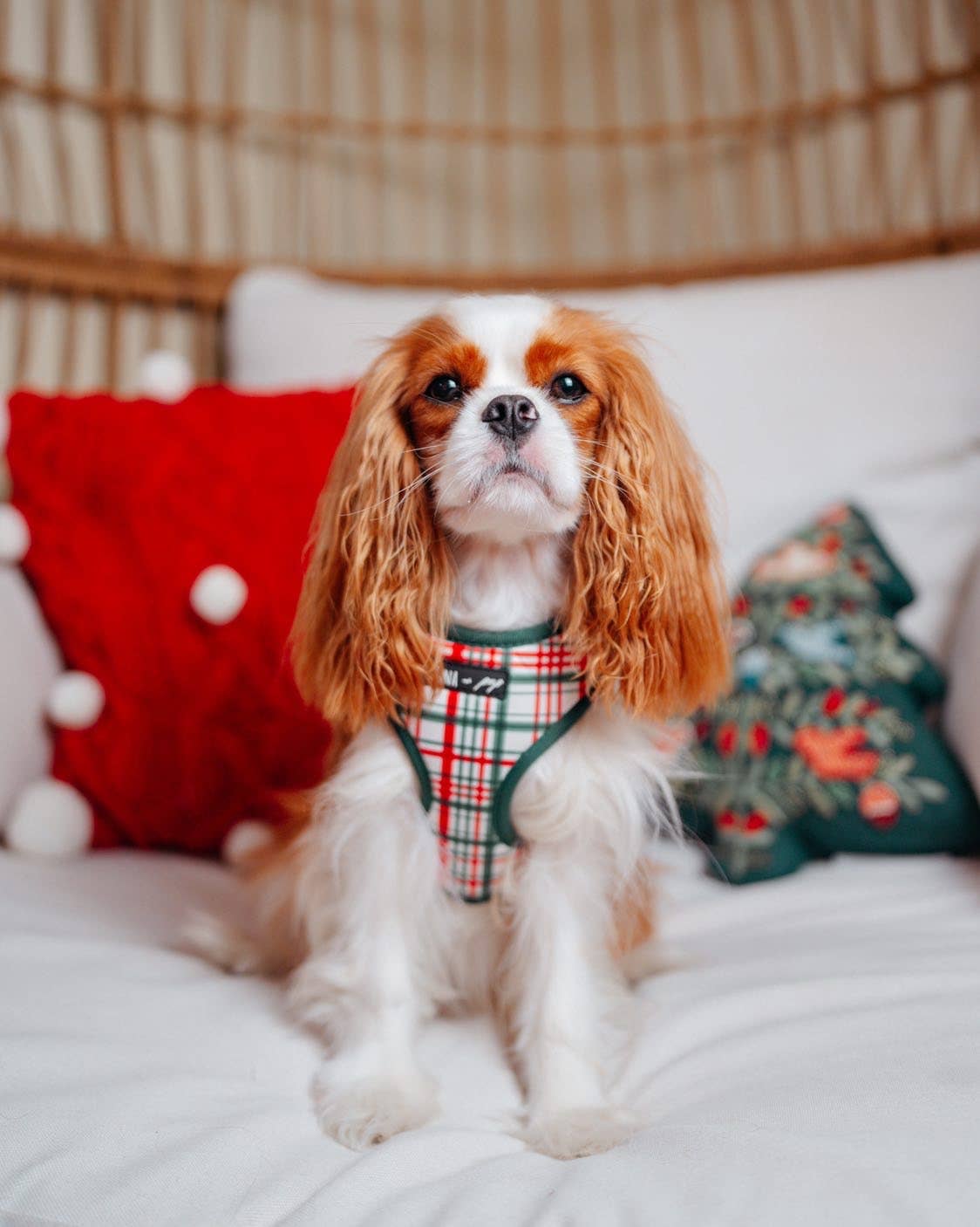 “You’re A Gift” Adjustable Harness - Ruffingdales, Inc
https://ruffingdales.com › products › you-re-a-gift-dog-cat-adjustable-harness