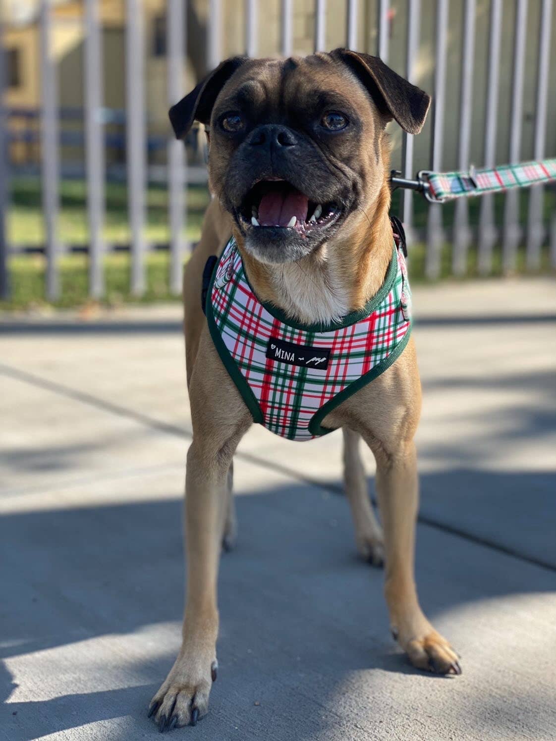 “You’re A Gift” Adjustable Harness - Ruffingdales, Inc
https://ruffingdales.com › products › you-re-a-gift-dog-cat-adjustable-harness