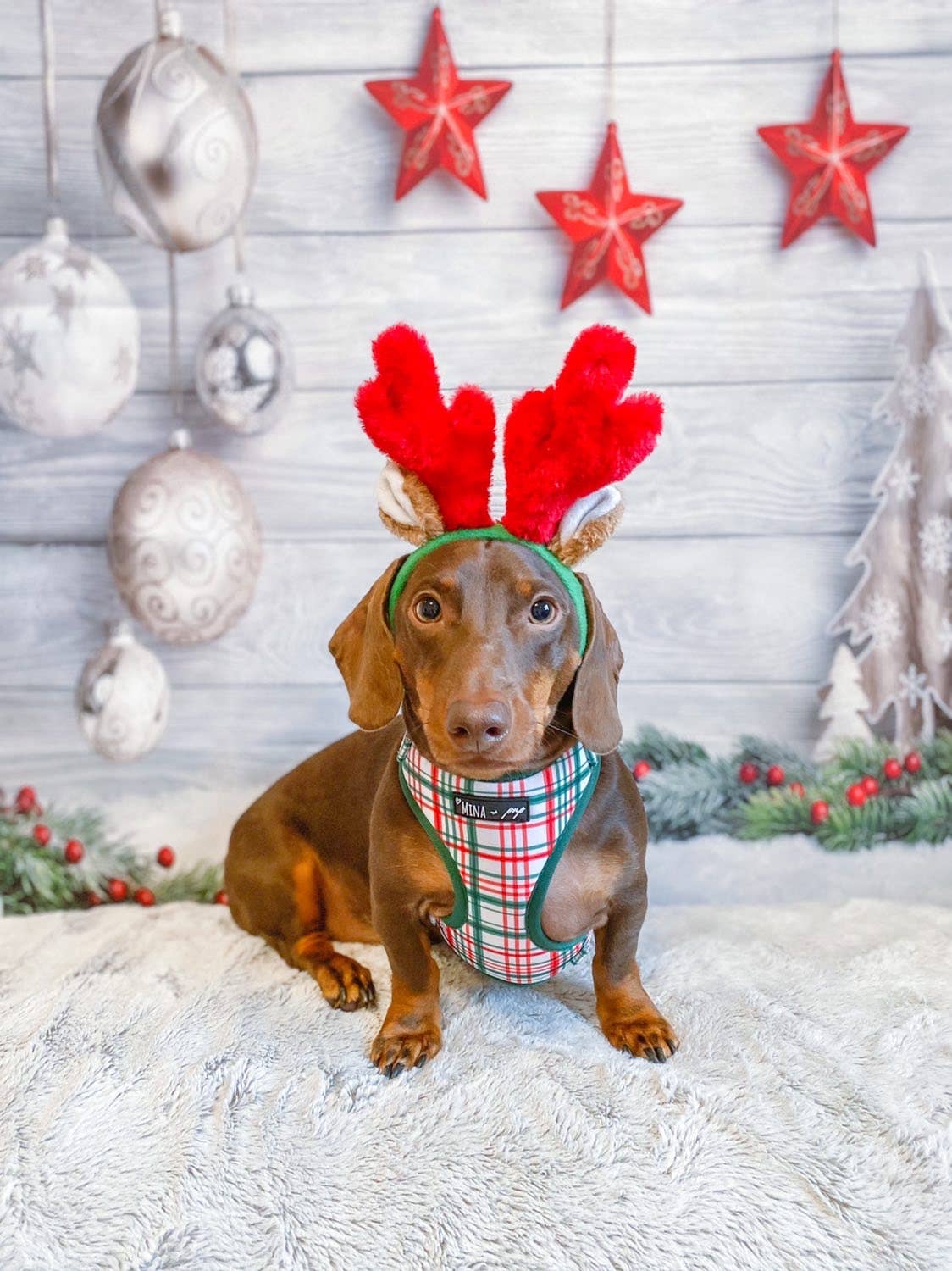 “You’re A Gift” Adjustable Harness - Ruffingdales, Inc
https://ruffingdales.com › products › you-re-a-gift-dog-cat-adjustable-harness