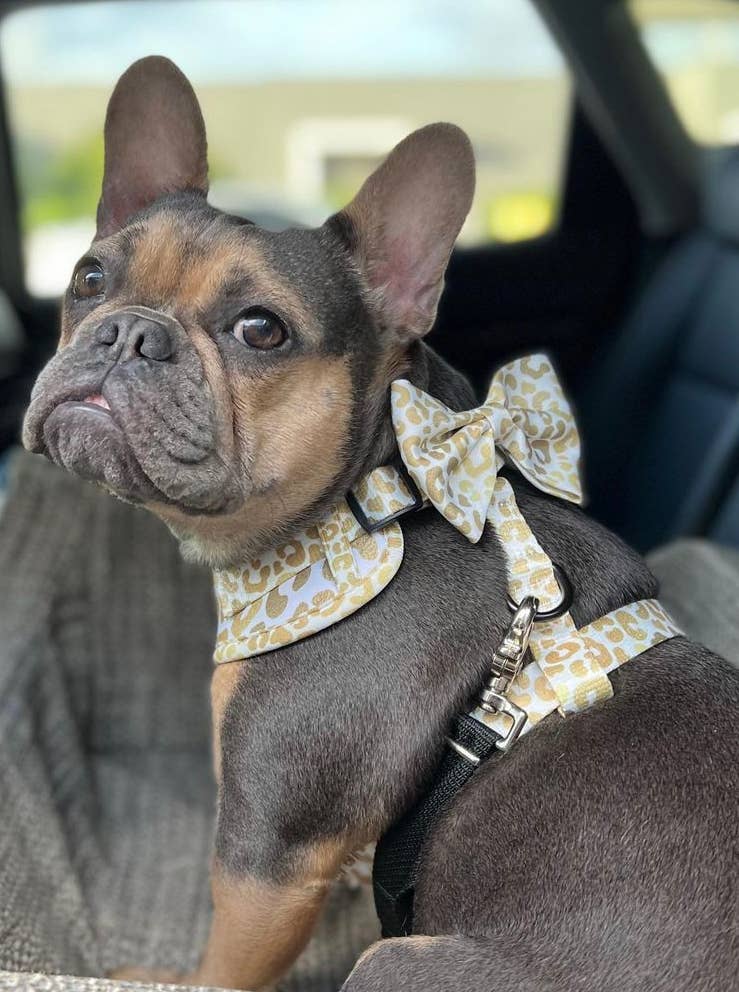 You're So Golden Adjustable Harness - Ruffingdales, Inc
https://ruffingdales.com › products › youre-so-golden-adjustable-harness-now-in-xxs-too