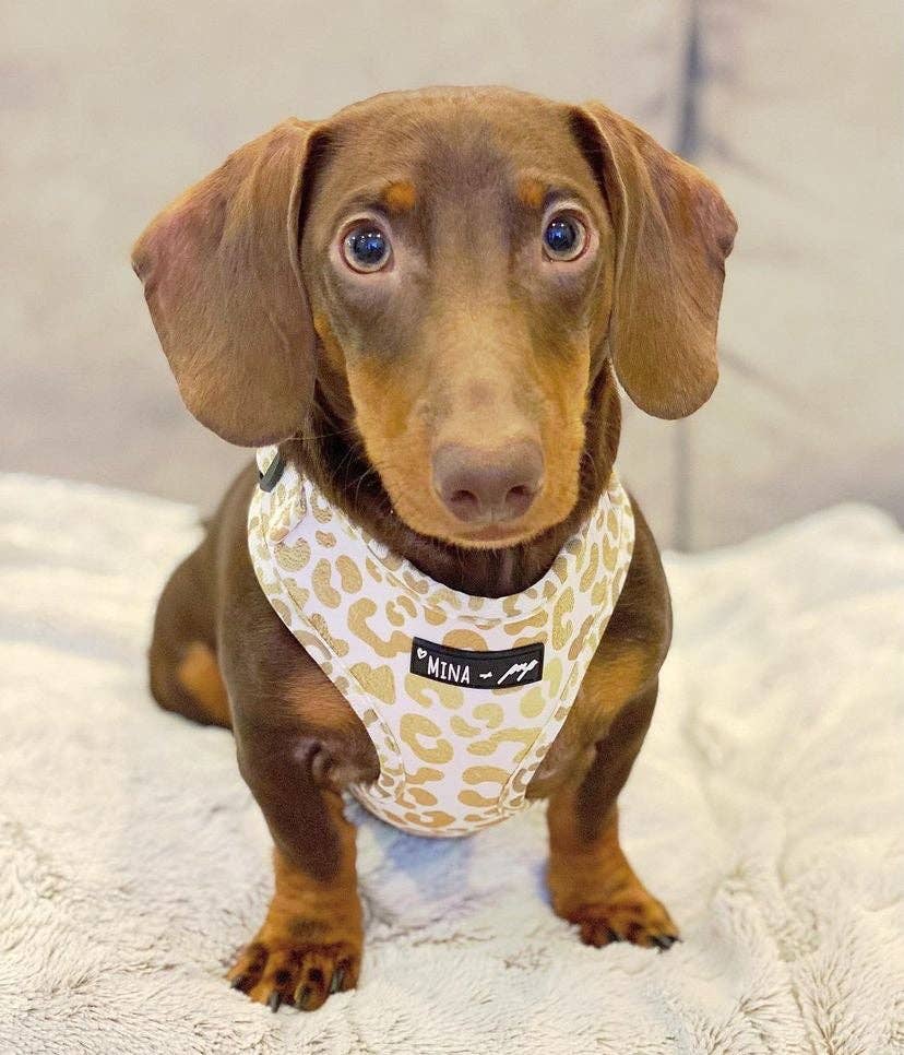 You're So Golden Adjustable Harness - Ruffingdales, Inc
https://ruffingdales.com › products › youre-so-golden-adjustable-harness-now-in-xxs-too