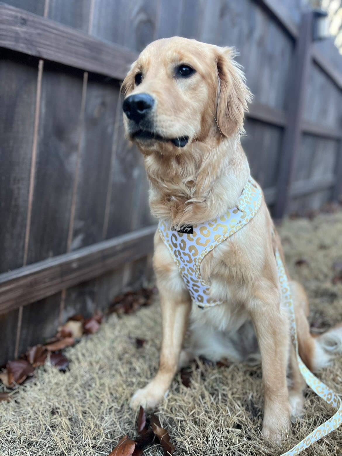 You're So Golden Adjustable Harness - Ruffingdales, Inc
https://ruffingdales.com › products › youre-so-golden-adjustable-harness-now-in-xxs-too