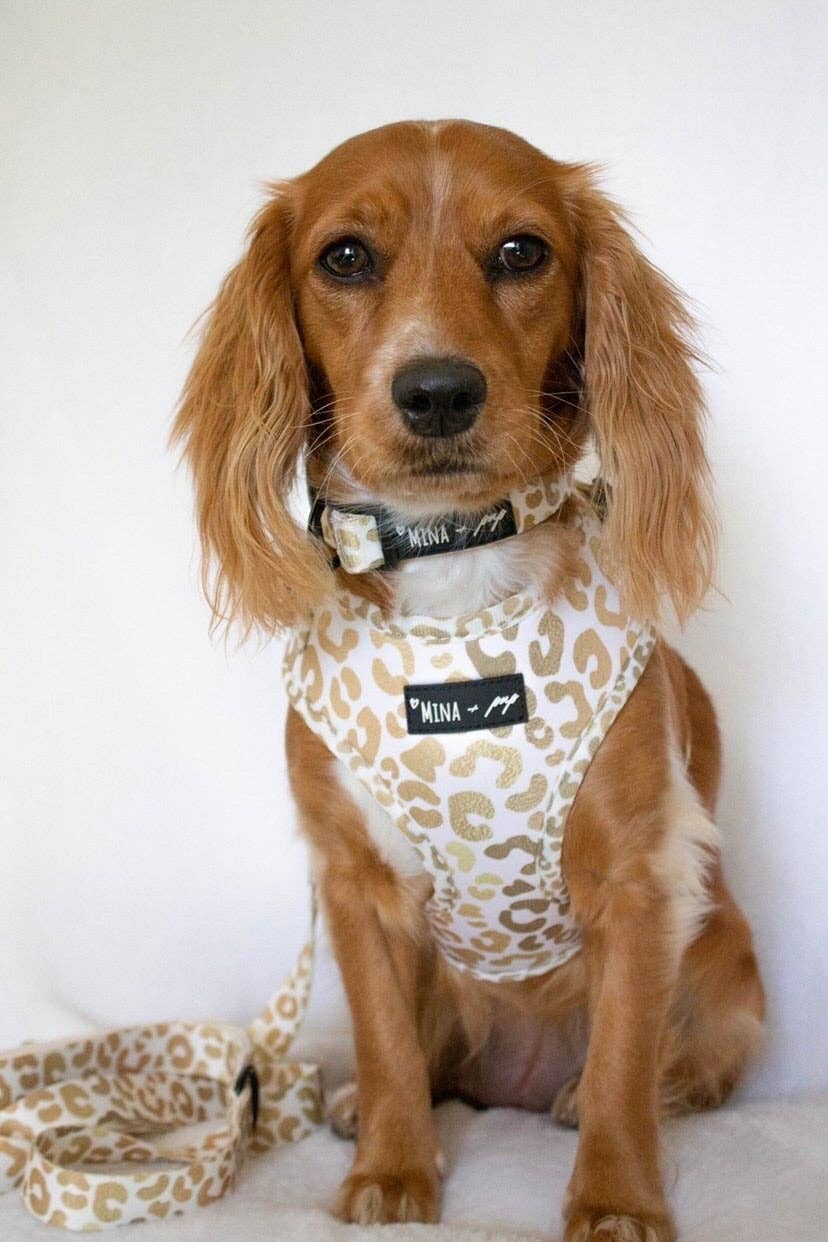 You're So Golden Adjustable Harness - Ruffingdales, Inc
https://ruffingdales.com › products › youre-so-golden-adjustable-harness-now-in-xxs-too