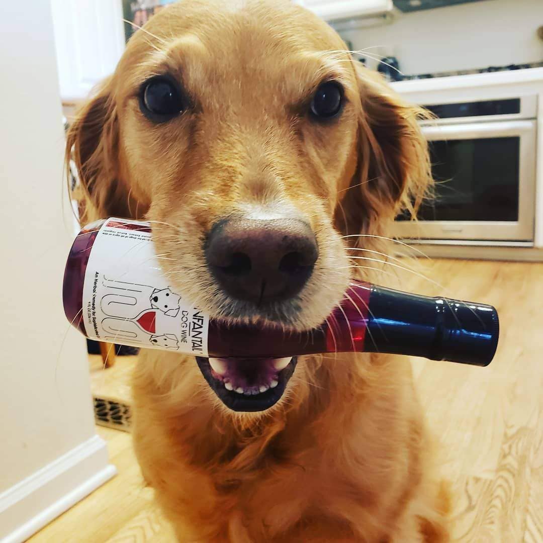 Zinfantail Fish Oil + Bone Health Dog Wine Liquid Supplement - Ruffingdales, Inc
https://ruffingdales.com/products/zinfantail-fish-oil-bone-health-dog-wine-liquid-supplement