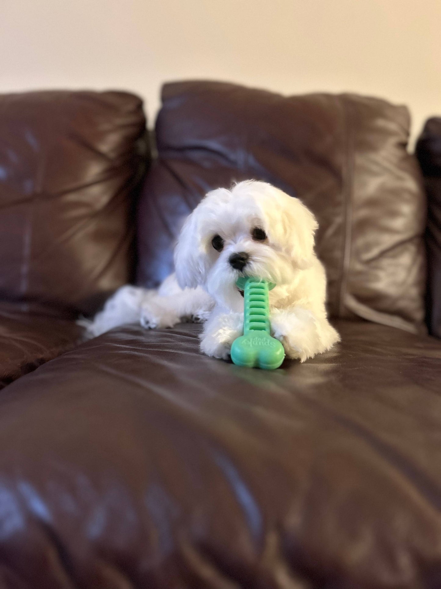 SpunkyFlex Bone Toy