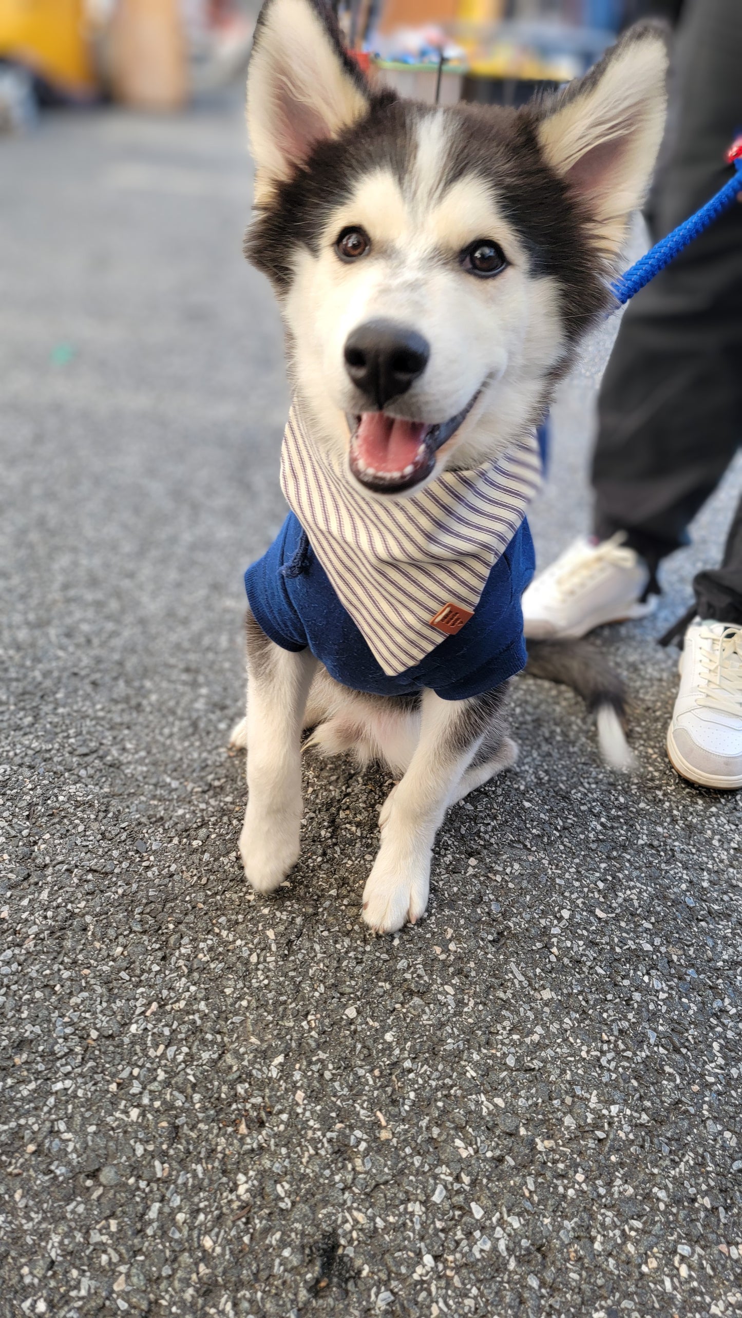 Blue Stripes Bandana