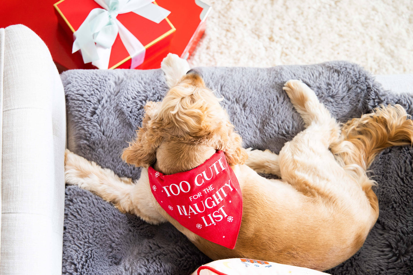 Tan dog laying down surrounded by Christmas decorations wearing "TOO CUTE FOR THE NAUGHTY LIST" bandana