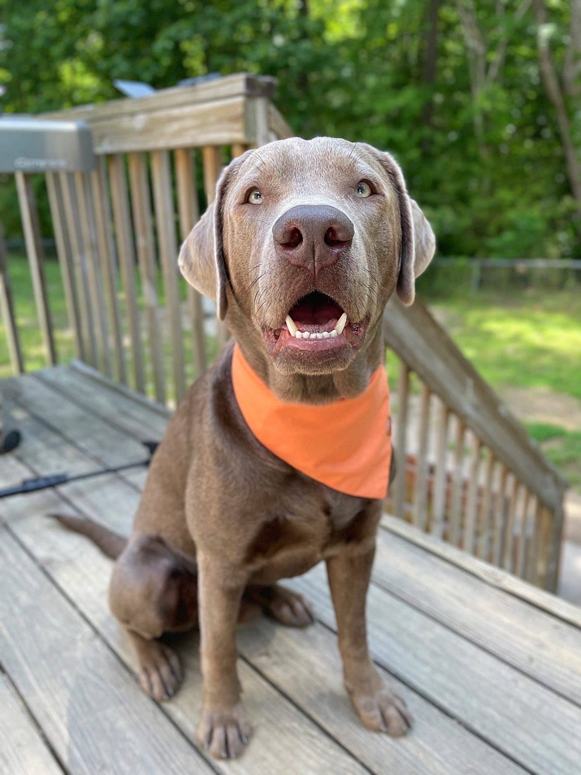 brown dog sitting on wood porch wearing citrus bandana