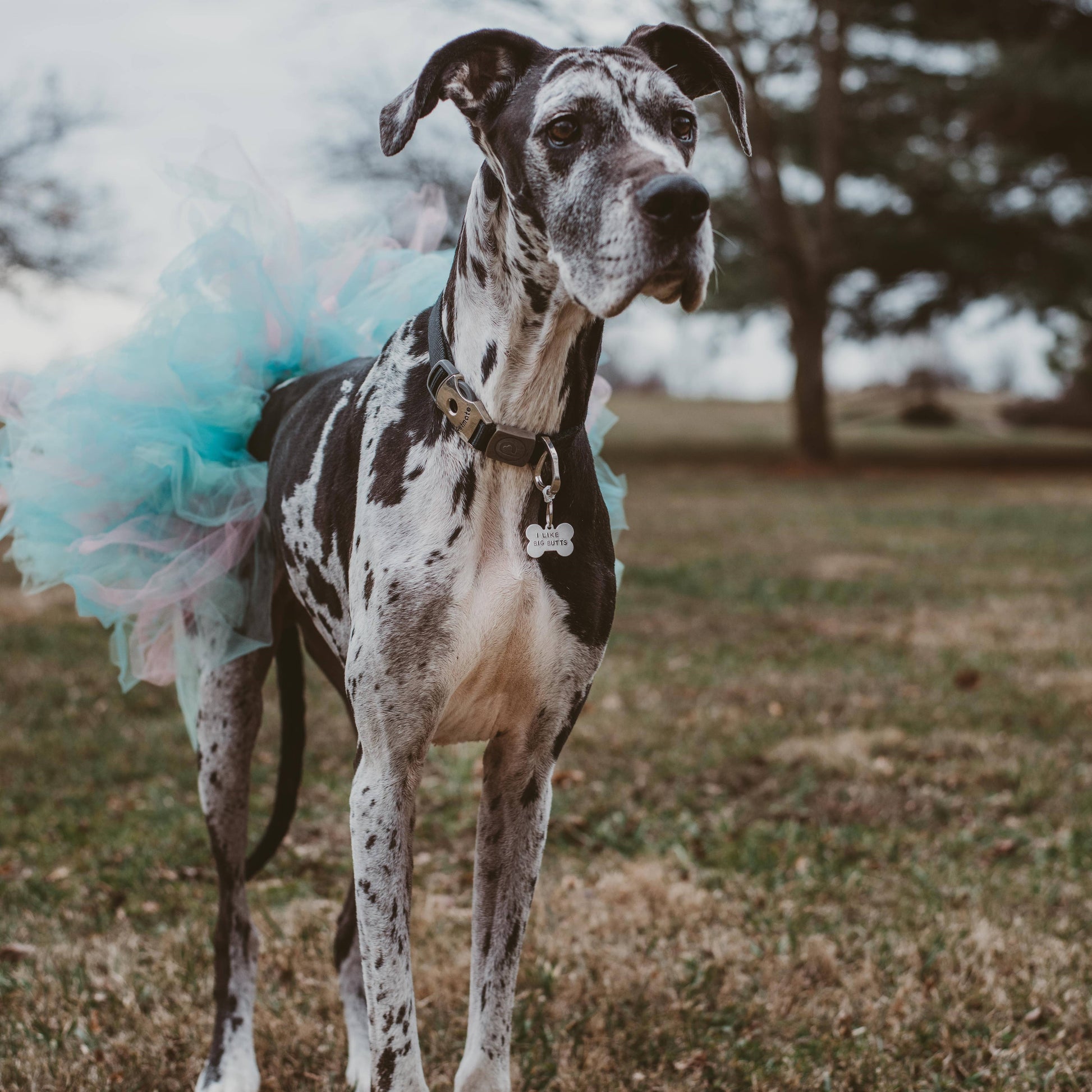 large black and white dog wearing a tutu and a dog bone shaped dog tag on its collar