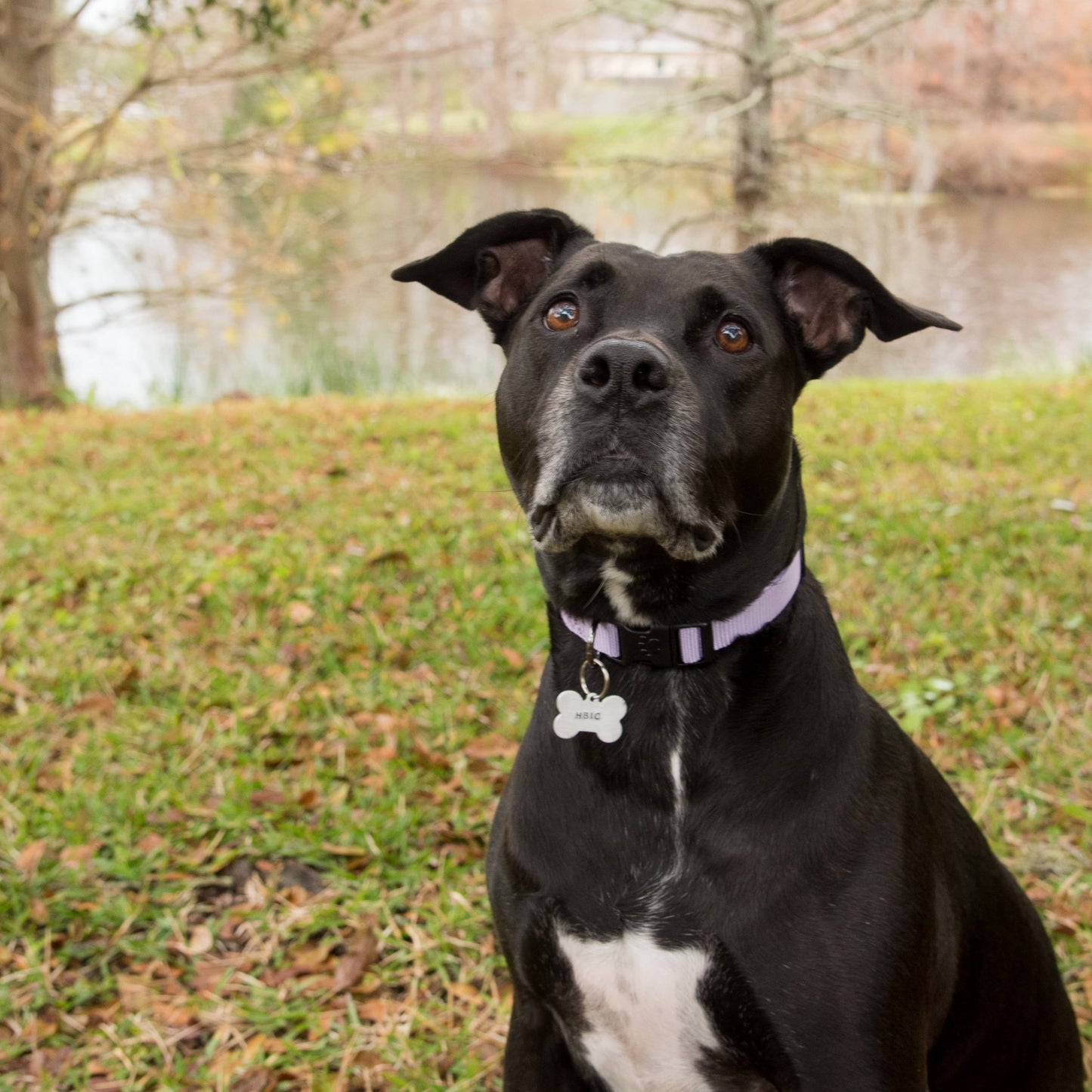 black and white dog sitting by a lake wearing a purple collar with a dog bone shaped dog tag